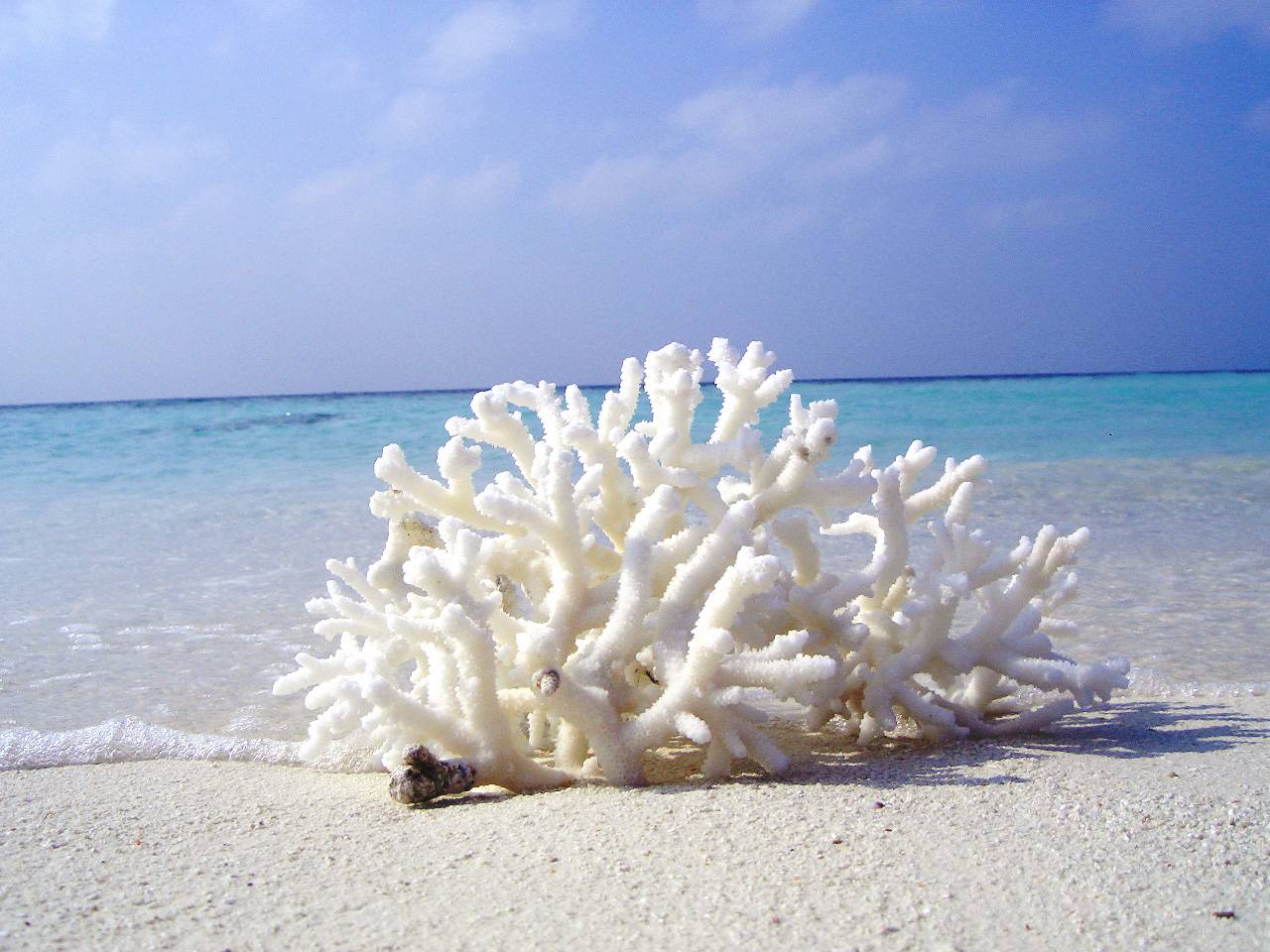 Коралловый порошок